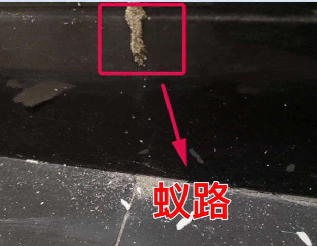 揭西白蚁防治站,介绍家庭防治白蚁该如何进行?